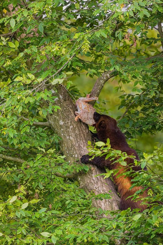 A wolverine, (Gulo gulo), climbs up a tree carrying a dead rabbit