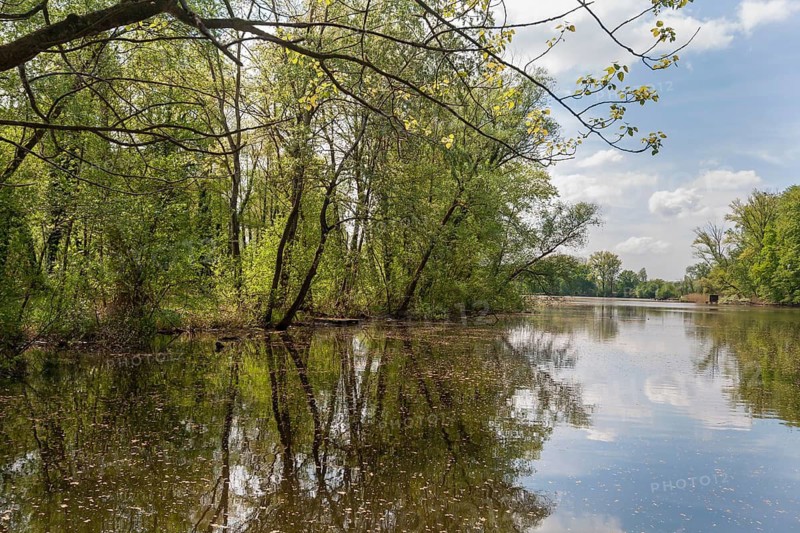 Old Rhine arm near Jockgrim in spring, Palatinate, Rhineland-Palatinate, Germany