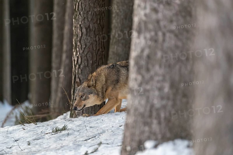One male eurasian gray wolf (Canis lupus lupus) walking thru deep snow in a forest