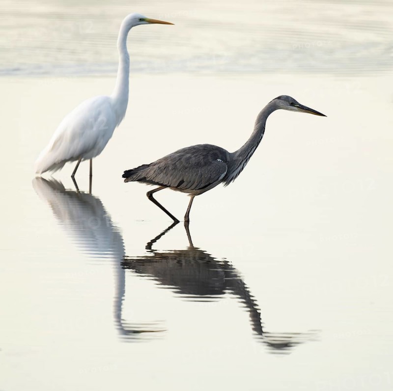 Grey heron (Ardea cinerea) foraging in the shallow water zone of a lake, egret in the background, Lower Saxony, Germany