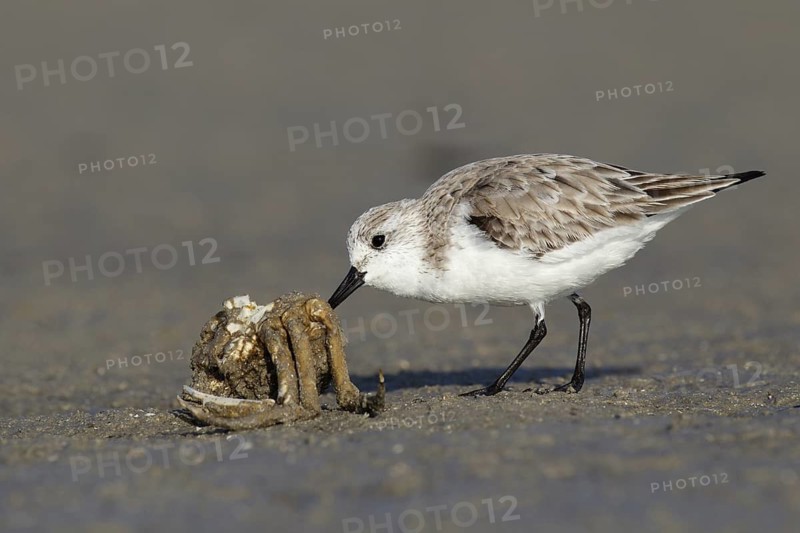 Sanderling (Calidris alba), Florida, USA