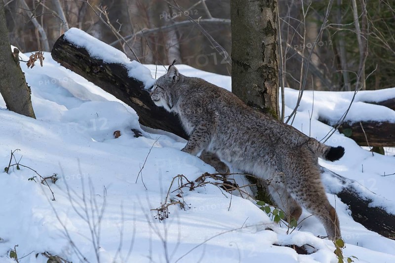 One Eurasian lynx, Lynx lynx, walking in snow covered forest on hilly ground