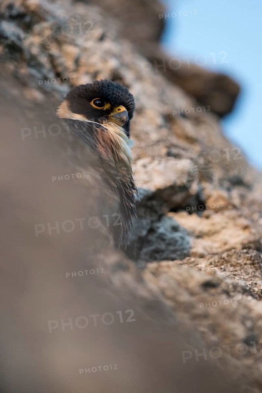 Bat Falcon (Falco rufigularis petoensis) perched on a rock, Peten Yaxha, Guatemala