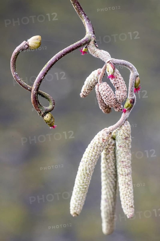 Hazelnut blossoms (Corylus avellana), Emsland, Lower Saxony, Germany