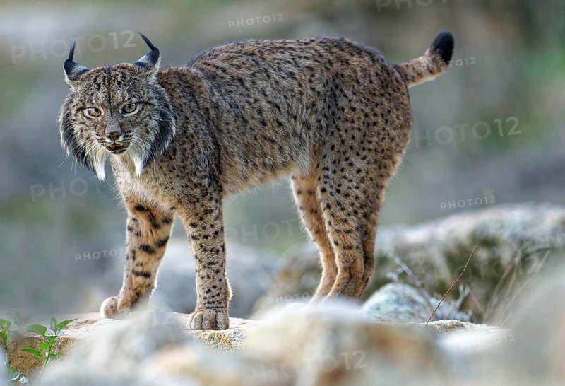 Lynx pardinus, old male, portrait, An dalusia Spain