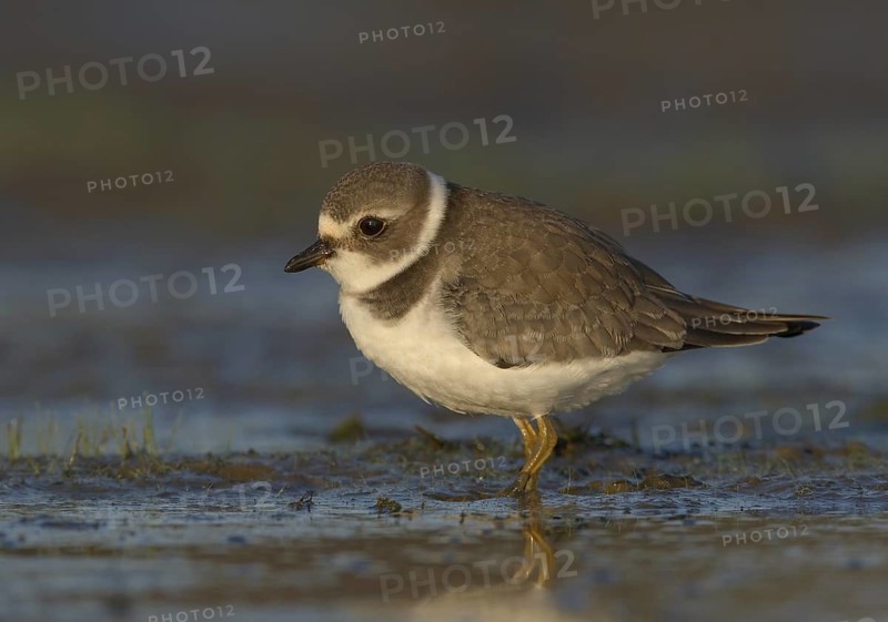 Semipalmated Plover (Charadrius semipalmatus) juvenile, Ohio, USA