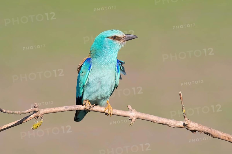 European Roller (Coracias garrulus) perched on a branch, Puszta, Hungary