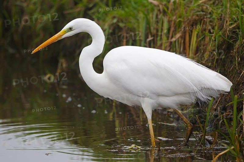 Great Egret (Ardea alba), Netherlands