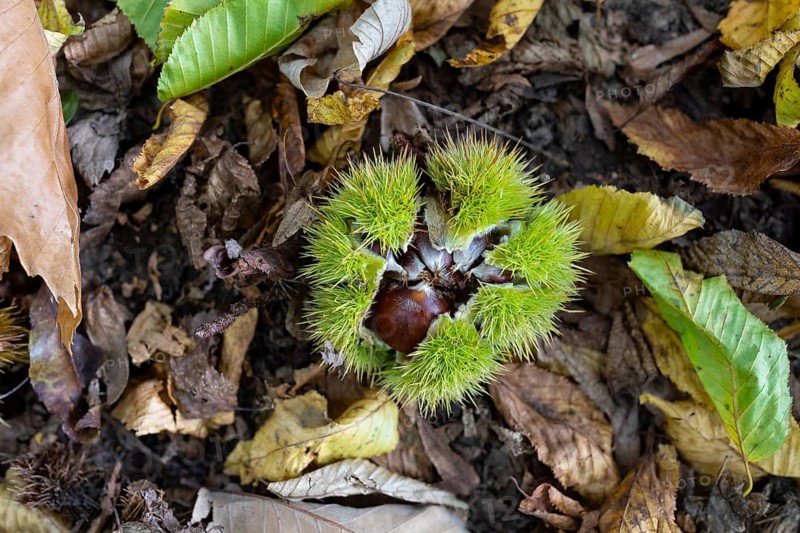 Fruits of the sweet chestnut (Castanea sativa) lying on the forest floor in a spiky fruit cup, Saxony, Germany