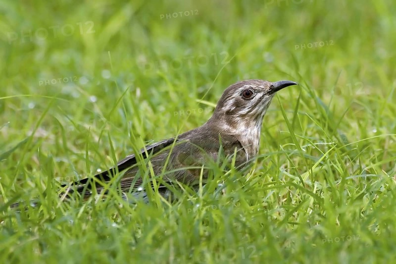 Horsfield's Bronze Cuckoo (Chrysococcyx basalis), Northern Territory, Australia