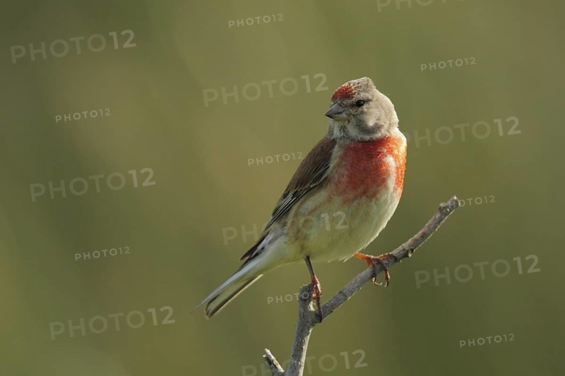Common Linnet (Linaria cannabina) male, Schleswig-Holstein, Germany