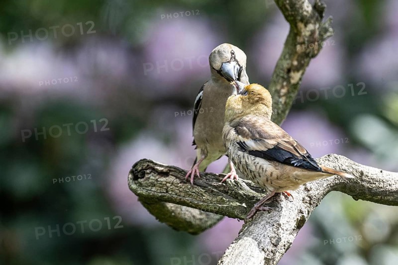 Hawfinch (Coccothraustes coccothraustes), feeding juveniles, Emsland, Lower Saxony, Germany