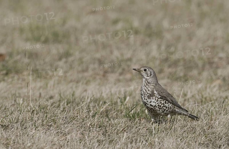 Mistle Thrush (Turdus viscivorus), Saxony, Germany