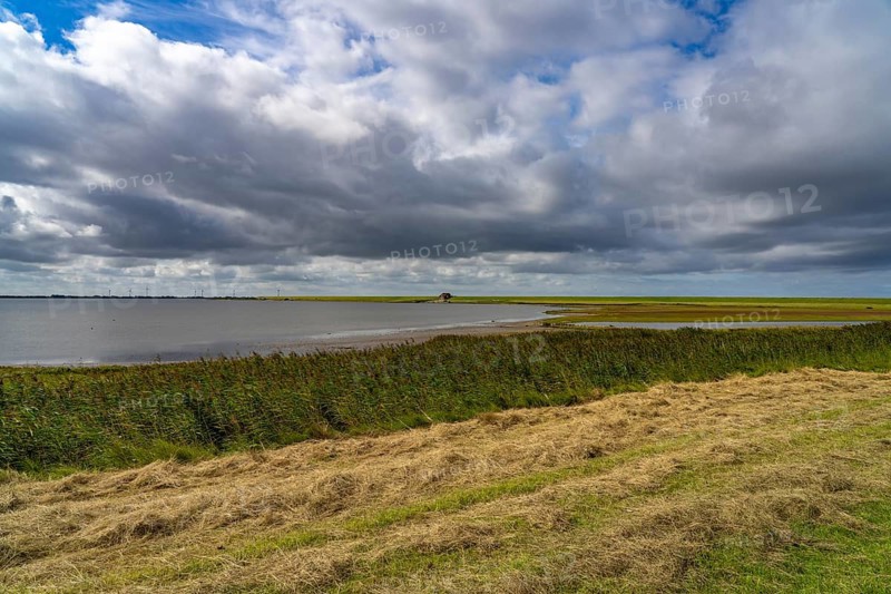 Beltringharder Koog nature reserve, North Friesland district, Schleswig-Holstein, Germany