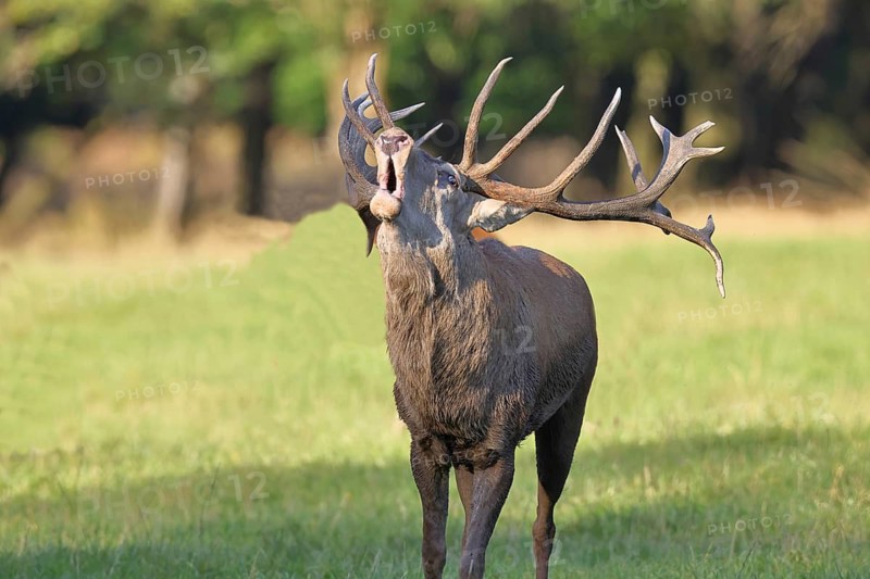 Red deer (Cervus elaphus) during the rutting season, a capital stag roaring in a forest clearing, animal portrait, wildlife, Sauerland, North Rhine-Westphalia, Germany