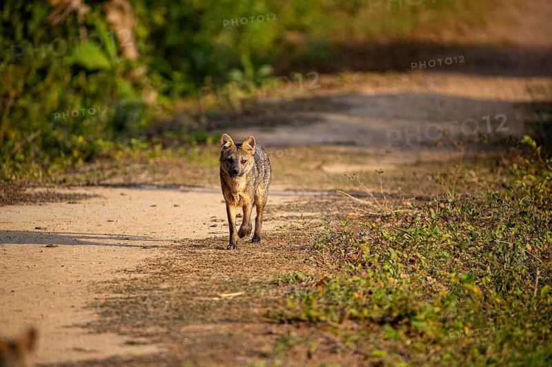 South American forest fox (Cerdocyon thous) Pantanal Brazil