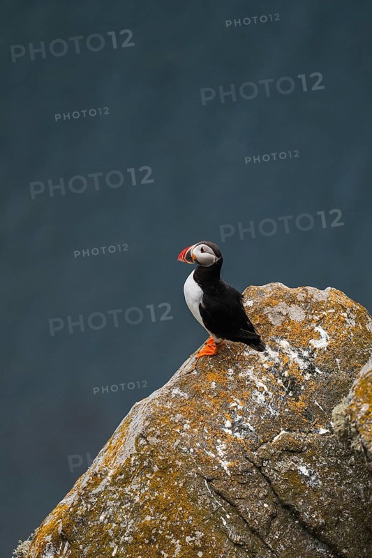 Capture of a puffin, Fratercula arctica, perched on a rocky cliff in Norway's stunning landscape Ideal for nature, wildlife, and travel enthusiasts seeking a glimpse of Nordic beauty
