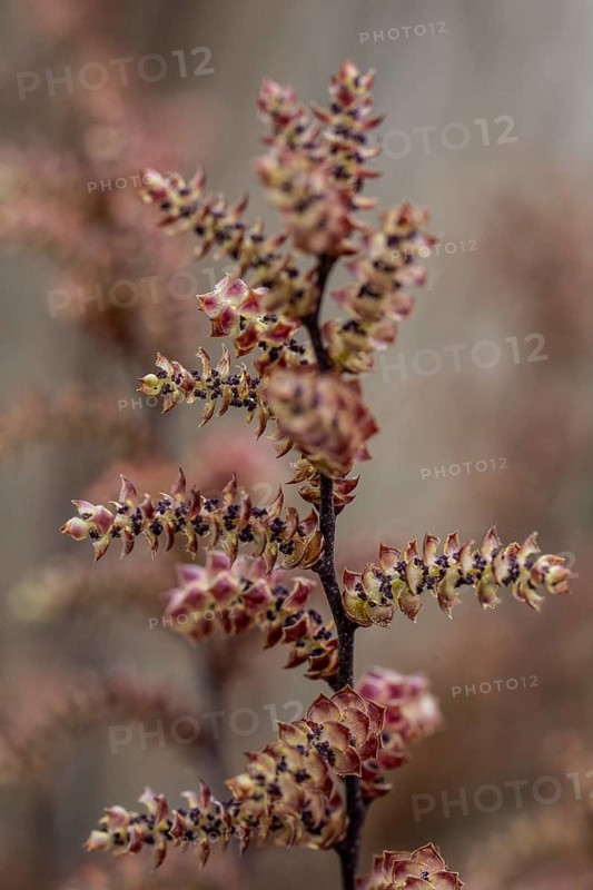 Gale bush (Myrica gale), flowers, province of Drenthe, Netherlands