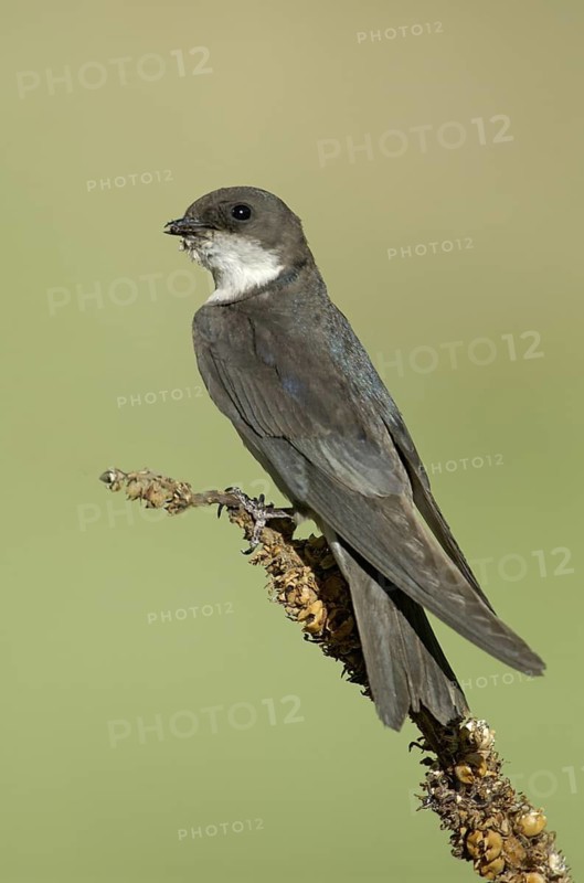 Tree Swallow (Tachycineta bicolor) female, California, USA