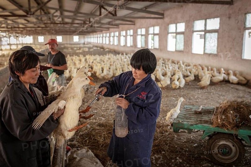 Ducks being vaccinated at the duck breeding centre Jiang Su Xiang Gui Breeding Co. Ltd, Xiang Shui County, China