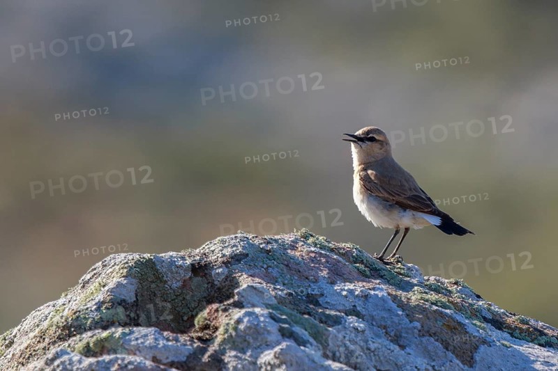 Isabelline Wheatear (Oenanthe isabellina) perched on a rock, Greece