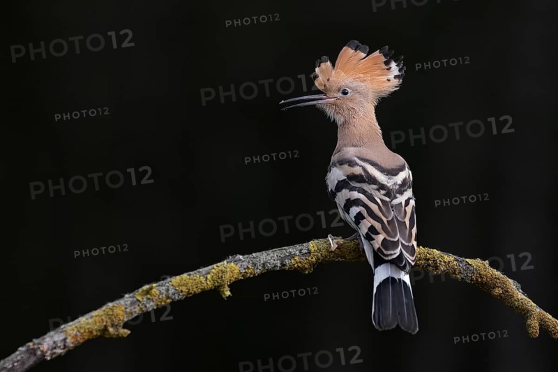 Eurasian Hoopoe (Upupa epops) perched on a branch, Hungary