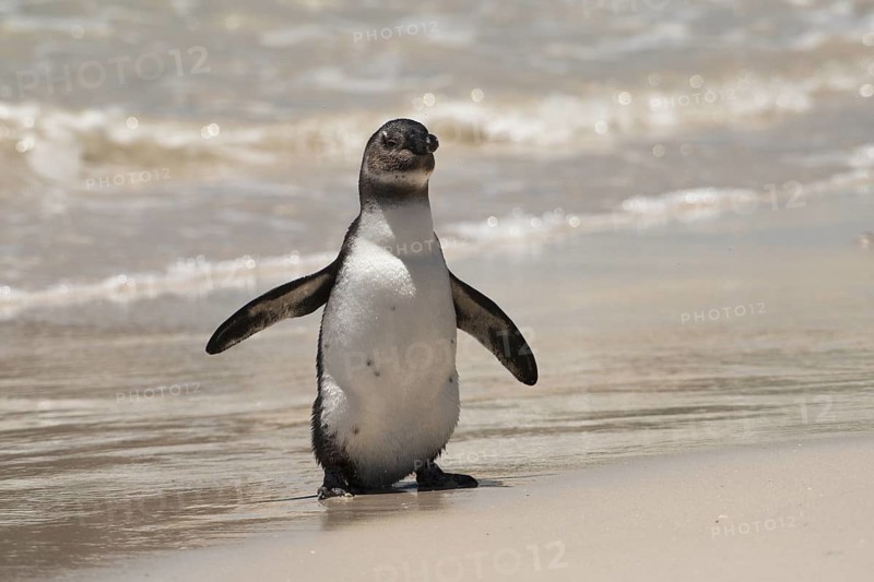 African Penguin (Spheniscus demersus) coming ashore, South Africa
