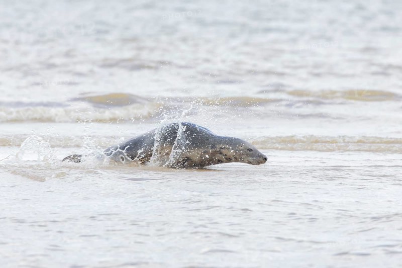 Atlantic grey seal (Halichoerus grypus) adult animal in the shallow sea on a seaside beach, England, United Kingdom