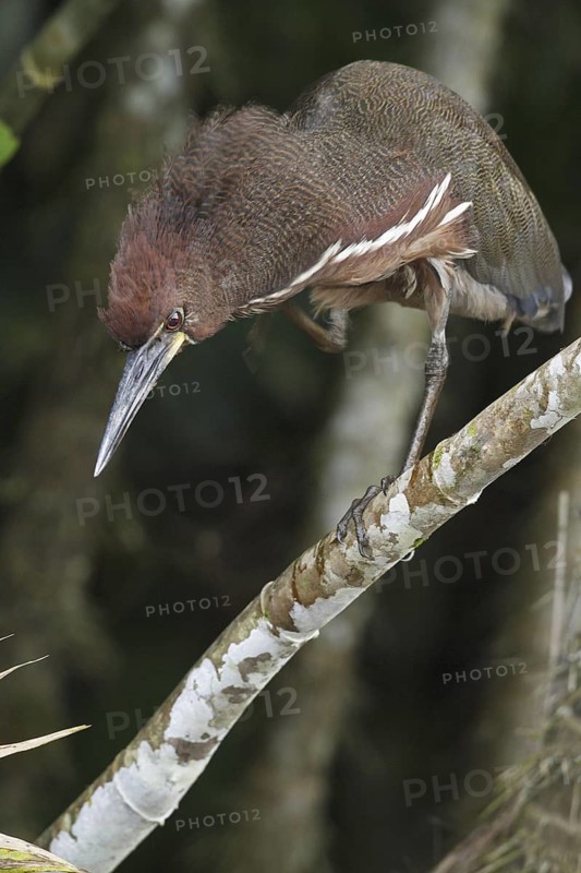 Rufescent Tiger Heron (Tigrisoma lineatum), Ecuador