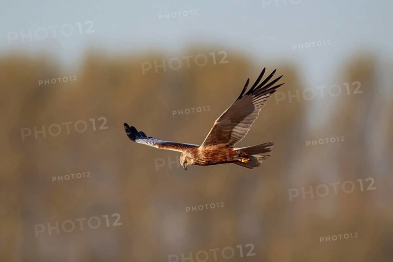 Marsh harrier (Circus aeruginosus) adult bird of prey raptor in flight in spring, RSPB Minsmere nature reserve, Suffolk, England, United Kingdom