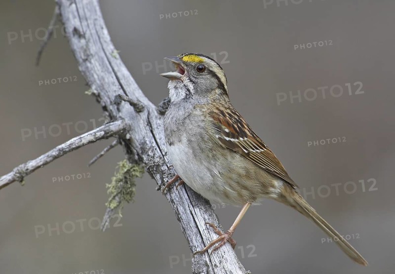 White-throated Sparrow (Zonotrichia albicollis) singing, Michigan, USA