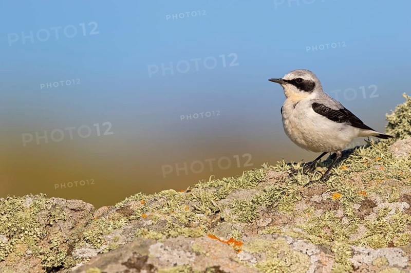 Steinschmätzer, Northern Wheatear, Wheatear, Oenanthe oenanthe, Traquet motteux, Collalba Gris