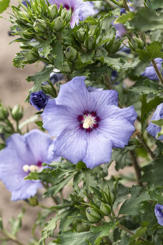 Garden marshmallow (Hibiscus syriacus AZURRI), Anchers Havecenter, Ellerhoop-Thiensen, Schleswig-Holstein, Germany