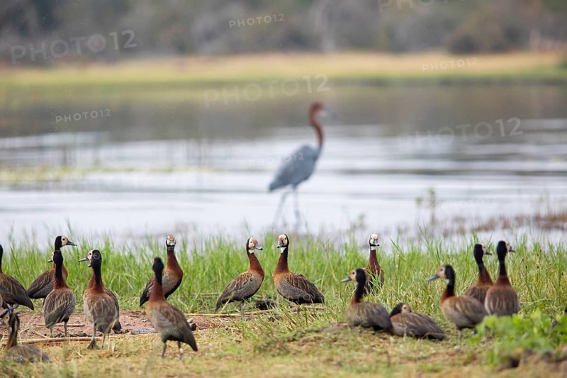 Widow-whistling ducks (Dendrocygna viduata) at the water's edge, a goliath heron out of focus in the background, Akagera National Park or Kagera National Park, Eastern Province, Rwanda
