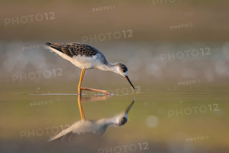 Black-winged Stilt (Himantopus himantopus) juvenile foraging, North Rhine-Westphalia, Germany