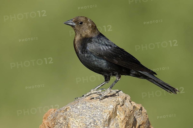 Brown-headed Cowbird (Molothrus ater), Texas, USA