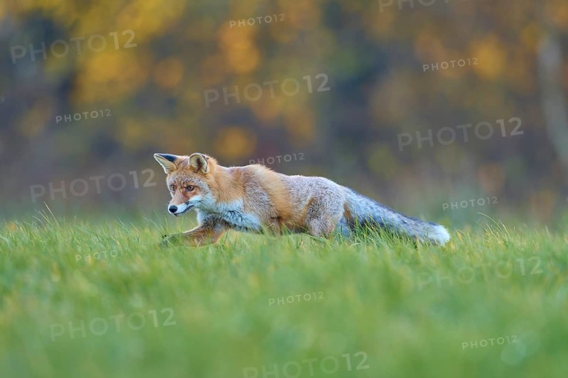 Red Fox (vulpes vulpes), running in meadow at autumn