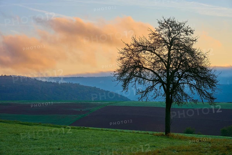 A lone apple tree (Malus domestica), standing in a wide field with a sunrise in the sky, autumn, Eichelsbach, Elsenfeld, Spessart, Bavaria, Germany