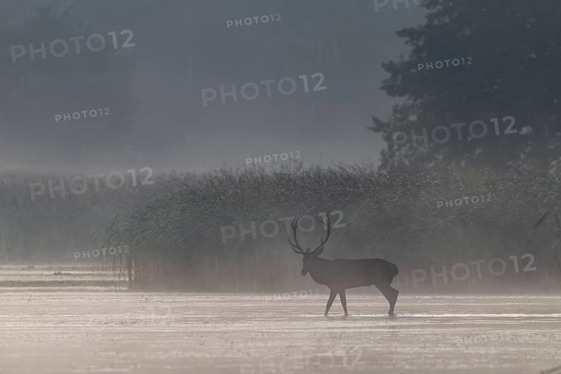 Wisps of mist are still drifting over the water as a red deer (Cervus elaphus) wanders out of the reed belt towards the centre of the pond, morning mist, mystical, rutting season, rutting stag, September, Germany