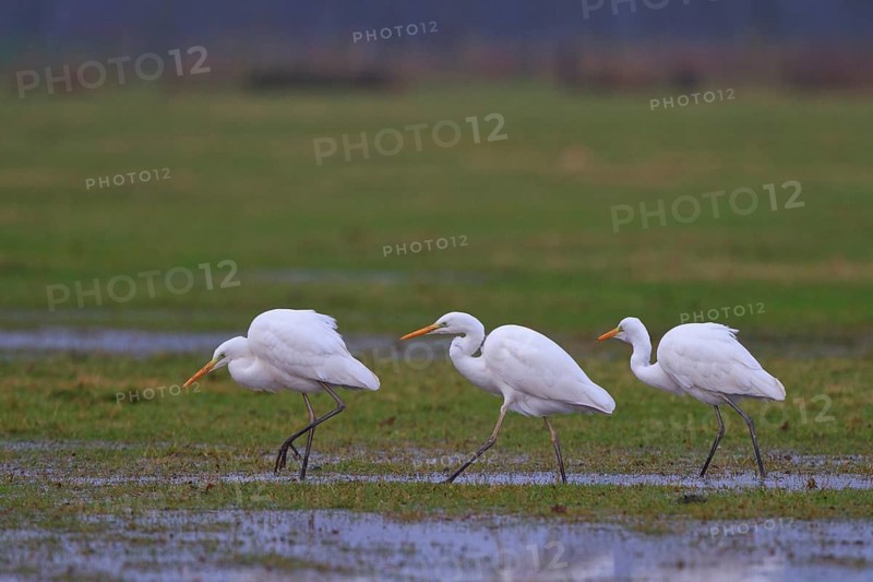 Great Egret (Ardea alba) foraging, North Rhine-Westphalia, Germany