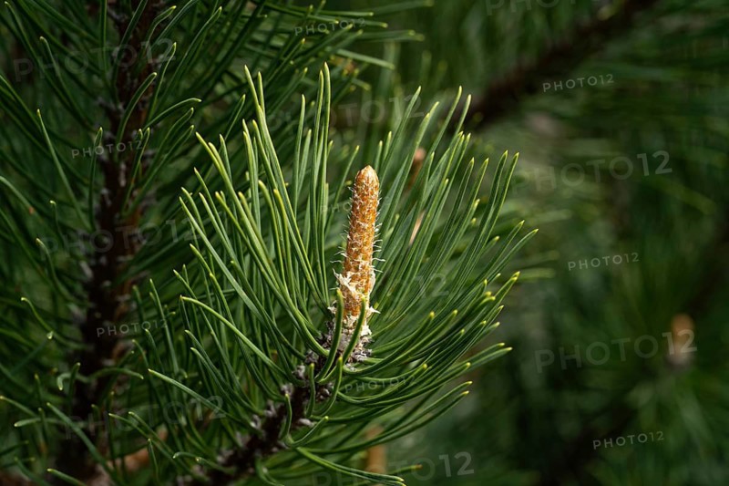 A detailed close-up of dwarf pine needles, showcasing their vibrant green color and intricate structure. The image highlights the natural beauty and texture of the needles