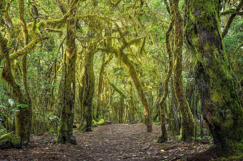 Hiking trail in the laurel forest. Trees with moss and lichen. Garajonay National Park, La Gomera, Canary Islands, Spain