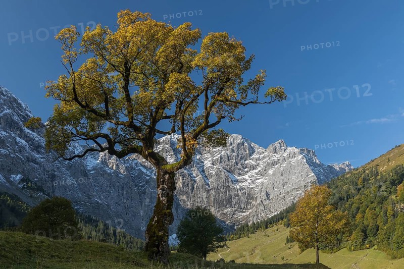 Nature conservancy area Grosser Ahornboden. Sycamore maple trees, Acer pseudoplatanus, in autumn. Karwendel mountains in the back with blue sky
