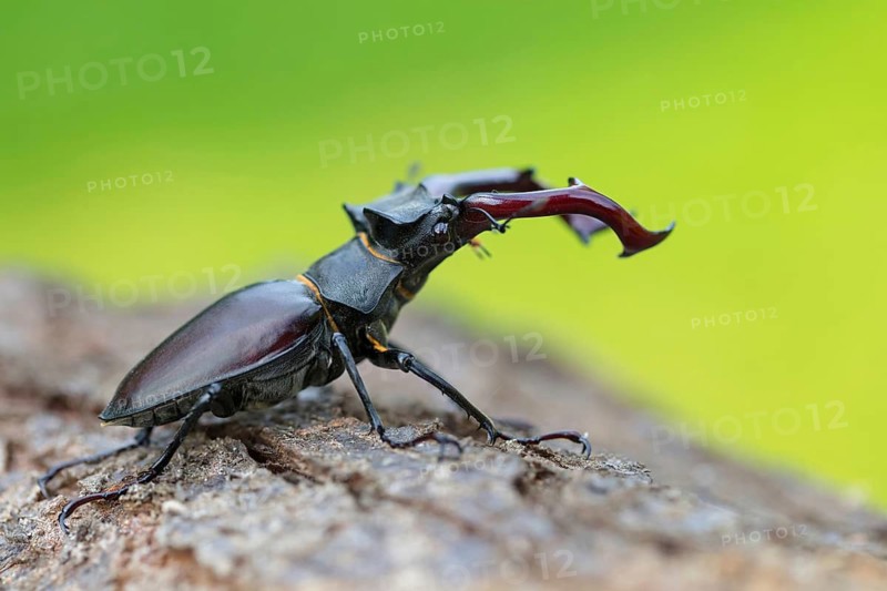 Stag beetle, (Lucanus cervus), insects, animals Neuhofen, garden, Rhineland-Palatinate, Germany