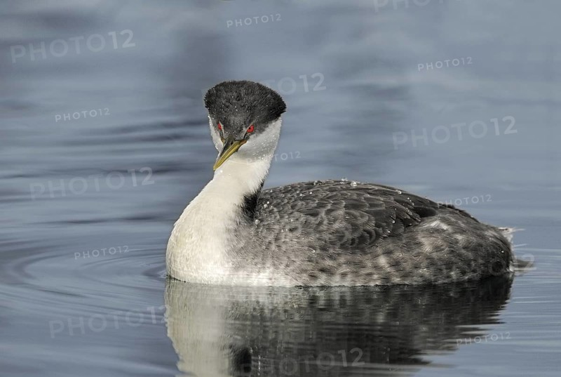 Western Grebe (Aechmophorus occidentalis), British Columbia, Canada