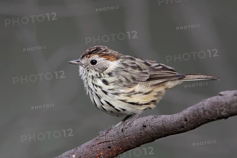 Speckled Warbler (Pyrrholaemus sagittatus) female, Australian Capital Territory, Australia