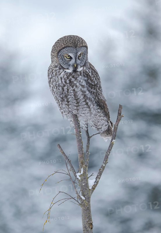 Great Grey Owl (Strix nebulosa), Alaska, USA