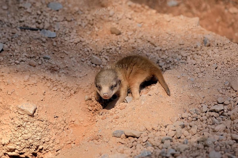 Little Earthling (Suricata suricatta), young animal, newborn, baby