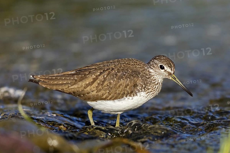 Wood Sandpiper, (Tringa ochropus), animals, birds, biotope, habitat, foraging, snipe family, Lesvos, Greece