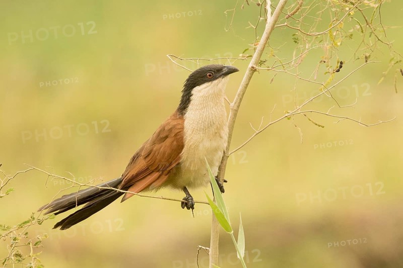 Senegal Coucal (Centropus senegalensis), Gambia